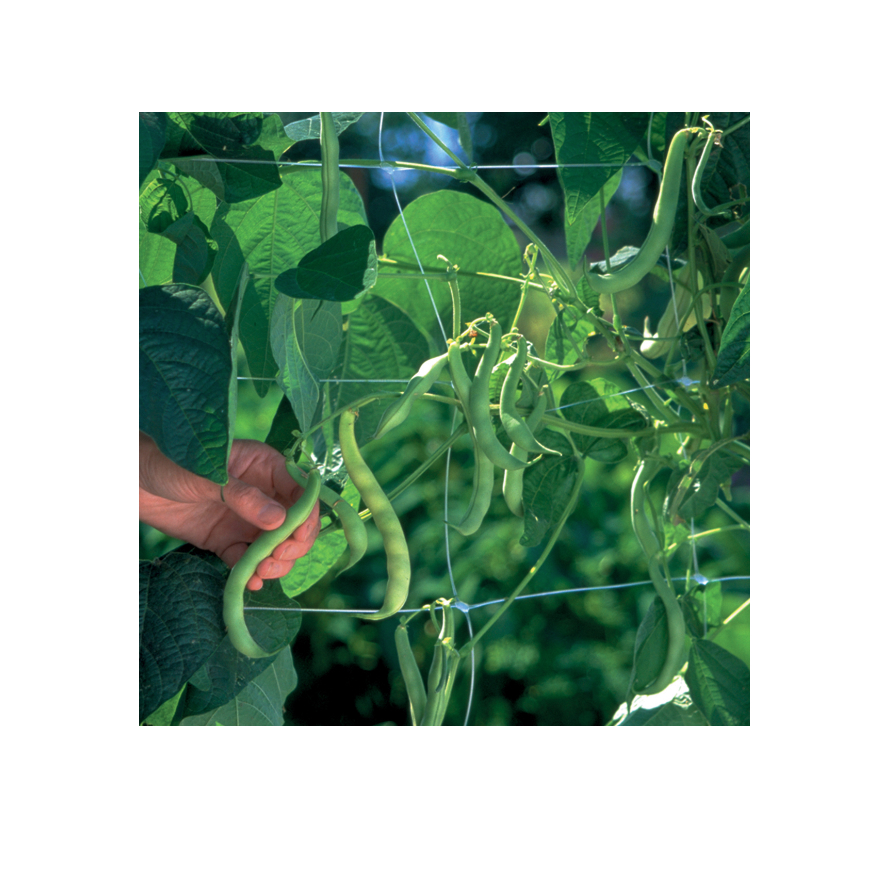 Trellis Netting (Clear 6") 6.5'X1000' - Image 2